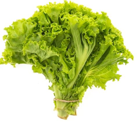 lettuce